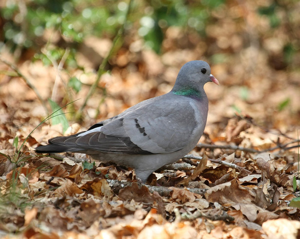 Petit Gibier - Les différentes espèces de colombidés en Europe Pigeon_colombin