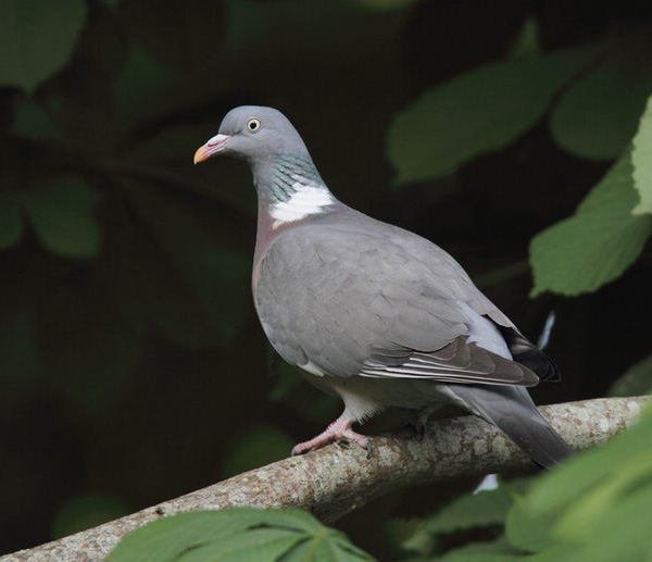 Petit Gibier - Les différentes espèces de colombidés en Europe Pigeon_ramier