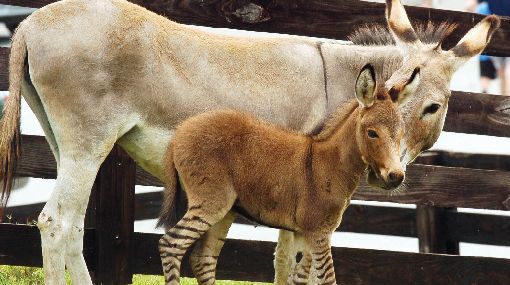 Un "cebrasno" es la atracción de un zoológico en Cuba 365821