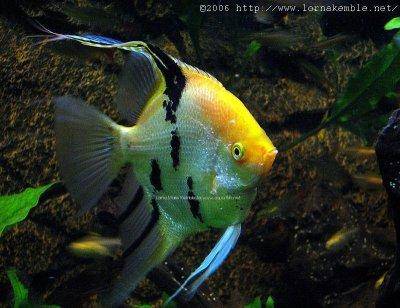 Picture Find - Page 3 Angelfish-4-link