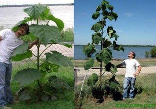 El árbol que puede salvar al mundo El-arbol-que-puede-salvar1