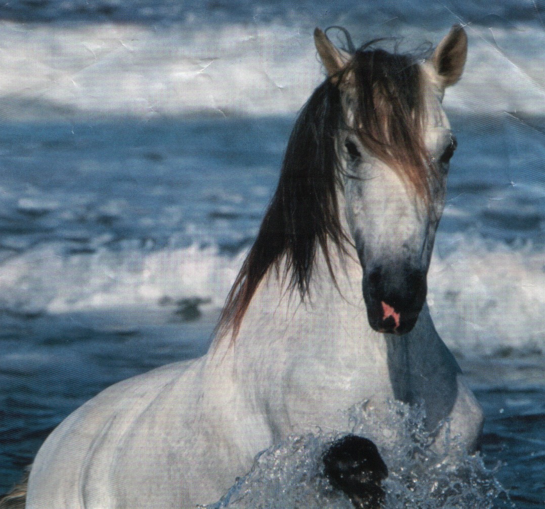 les chevaux a louer pour le moment(poster a la suite) Cheval2