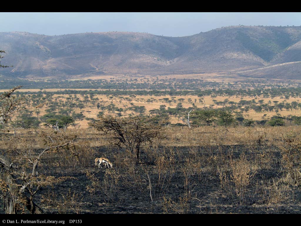 Savannah Roleplay - Page 13 Gazelles_on_burn_in_Serengeti_Tanzania_DP153