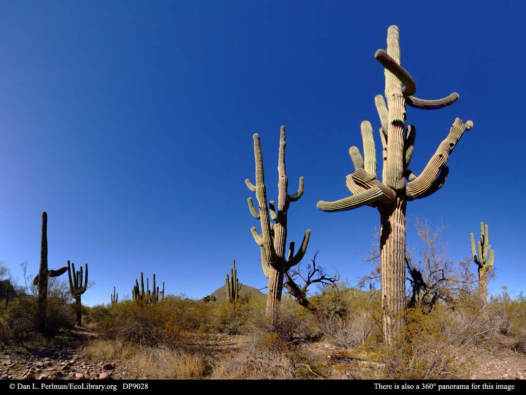 Reino de Koprulu Sonoran_Desert_vegetation_DP9028