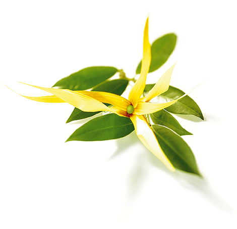 les huiles essentielles Knpfleinylangylang00147001