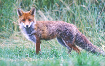 le renard Renard_fc