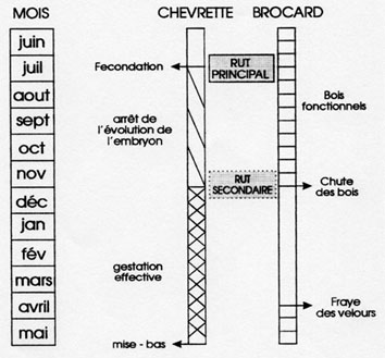 Le chevreuil Reproduction_chevreuil