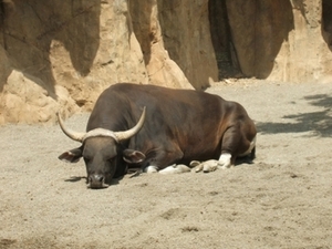 Sacrificios en el Mundial de Fútbol Cow_care2_300px