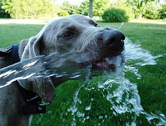 gatos - Golpe de calor en perros y gatos: precauciones y cuidados Golpe_calor3