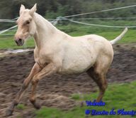 Valentia, Superbe Pouliche Palomino 2 ans, fille de Darius et d'Hindia Bv000058.thumb