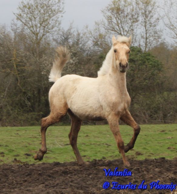 Valentia, Superbe Pouliche Palomino 2 ans, fille de Darius et d'Hindia Bv000070