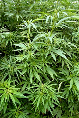 Les Cannas sont-elles commestibles? Cannabis_sativa