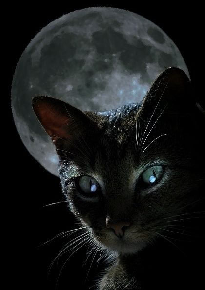 La Nature Ne Dicte Pas La Vie, Mais Nous Aide A Aller De L'Avant Chat_lune