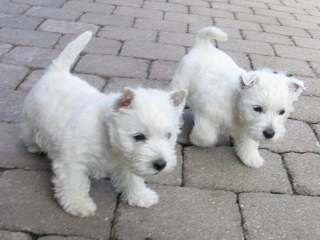 Westie (West Highland White Terrier) R4c226e1