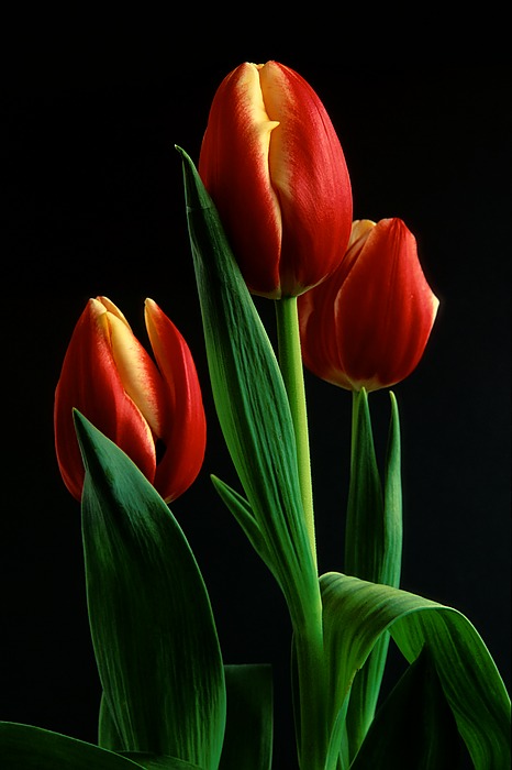 اطلبـ صورة من اللي  بعدكــ ^_^ Tulip3_std