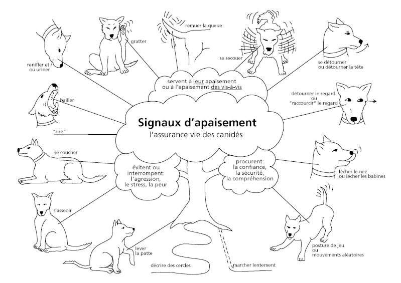 Le langage corporel du chien  Dessins-signaux-d-apaisement-1