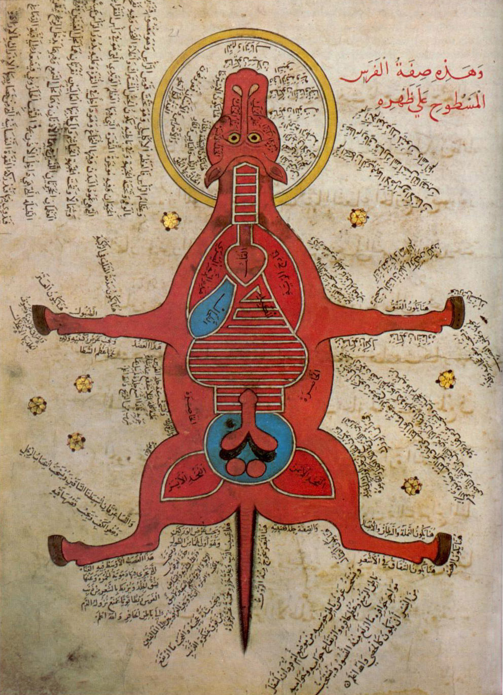 الخيل فى عهد المماليك 15th_century_egyptian_anatomy_of_horse(1)