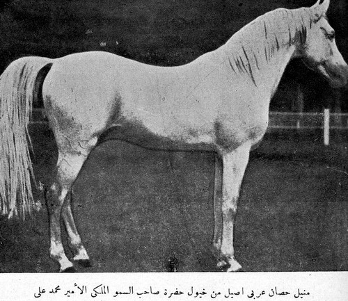 الخيل فى عهد أسرة محمد على IMG_0007777777