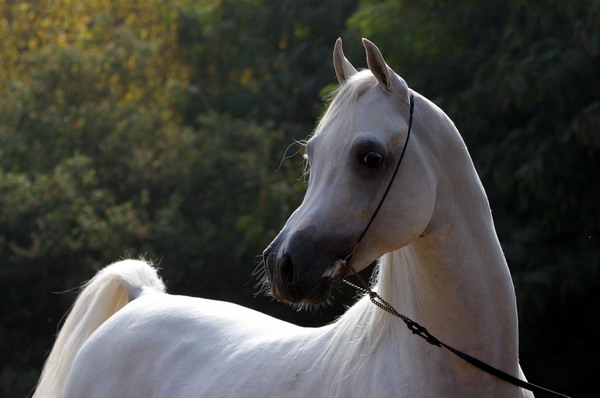 الخيل العربى و الفتح الإسلامى Simeon%20Sharav%20(40)