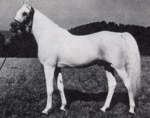 أنساب الفحول المصرية الأكثر تأثيرًا في عالم الحصان العربي Hadbanenzhai(1)