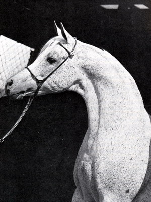 أنساب الفحول المصرية الأكثر تأثيرًا في عالم الحصان العربي Ibnhalima(1)