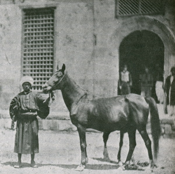 الخيل فى عهد أسرة محمد على Shrifbasha