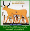 الصور الفرعونية  Ancient Egyptian Pictures  Cow-Book_small