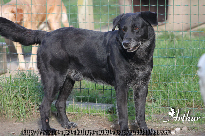 ARTHUR - x labrador 10 ans - Refuge de Ponthieu Marquenterre (80) -GihRv3FFDFjjLCw3wn8gIP0mxA