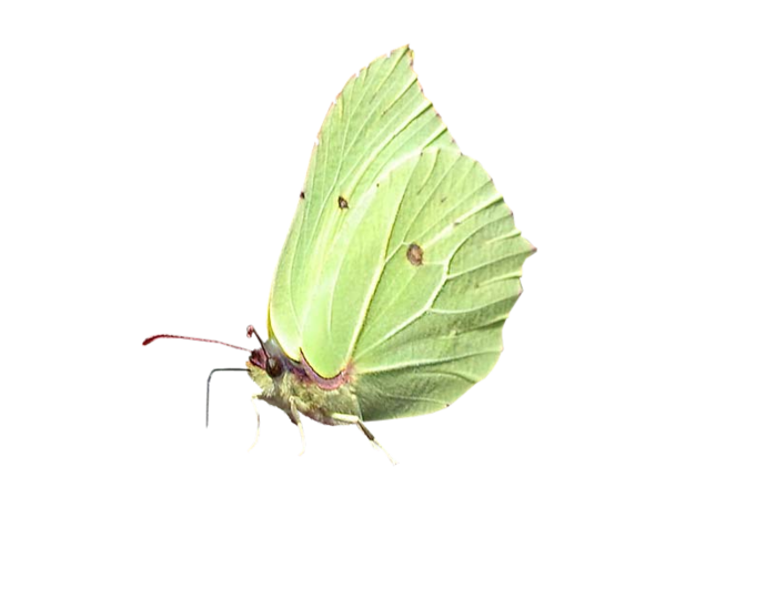 ===Mariposas=== - Página 14 -L3P8GAu-EqVH63_CykRenxvyoA