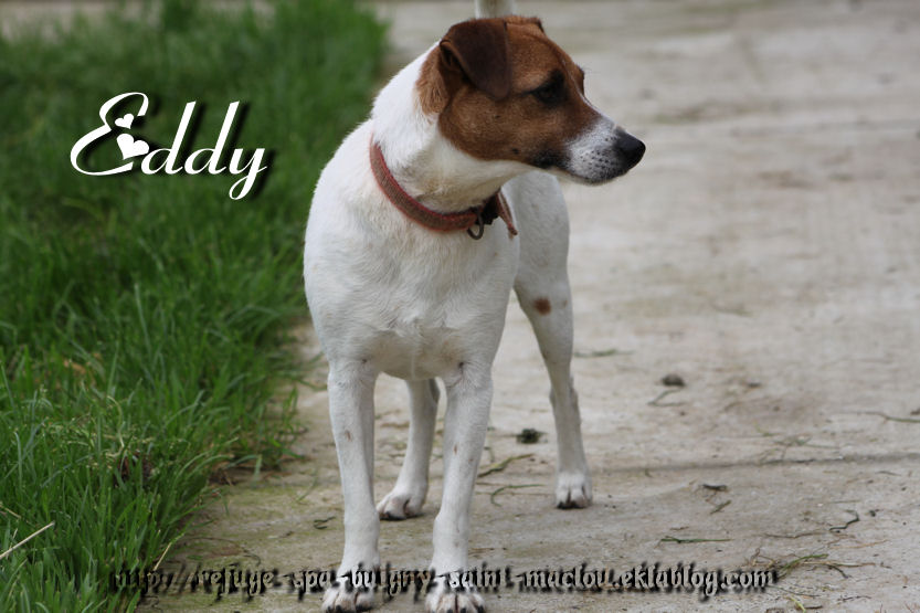 EDY - jack russel 9 ans   (5 ans de refuge) - Refuge de Ponthieu Marquenterre (80) -fpkjaUdmQ-UsgFDveq6_iKRwqs