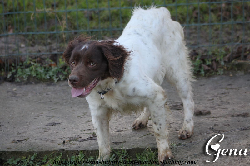 GENA - x springer 3 ans - Refuge de Ponthieu Marquenterre (80) 1Ofs1yFGSDpM0vI7btw32CdpL-E