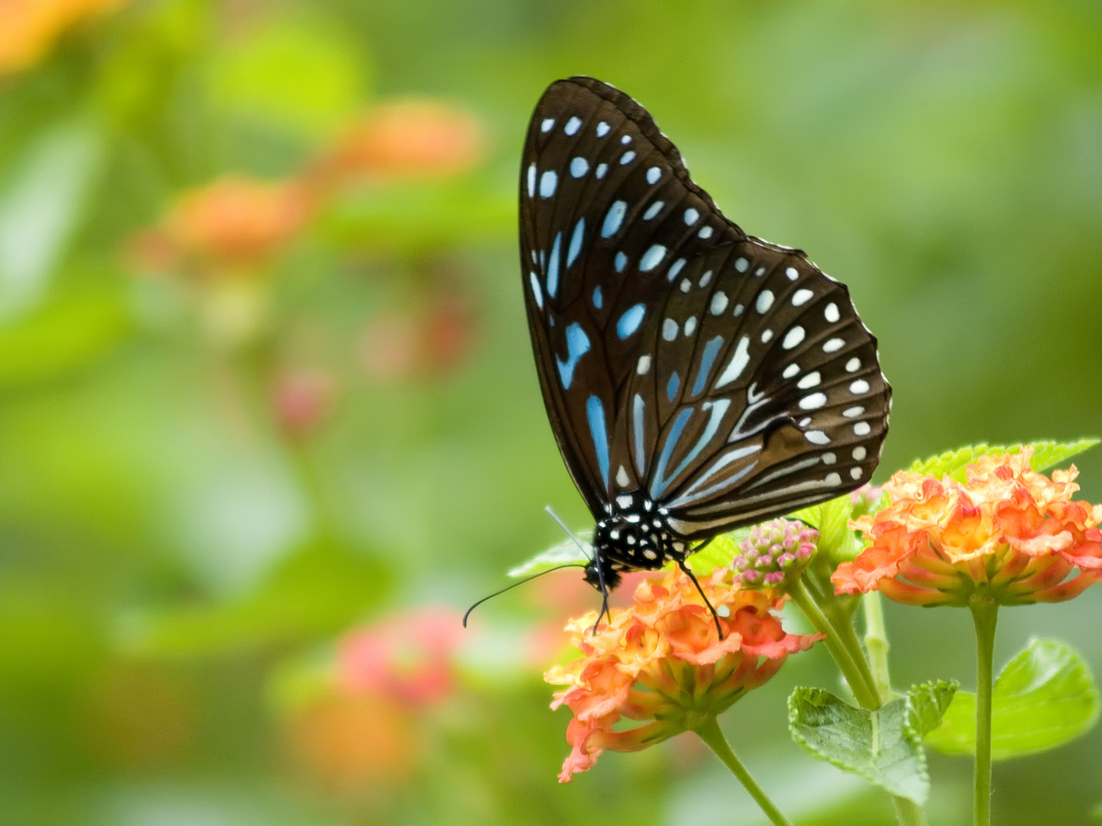 ===Mariposas=== - Página 10 3_pn-ecC6u68yPVT-TRpfxIPEUM