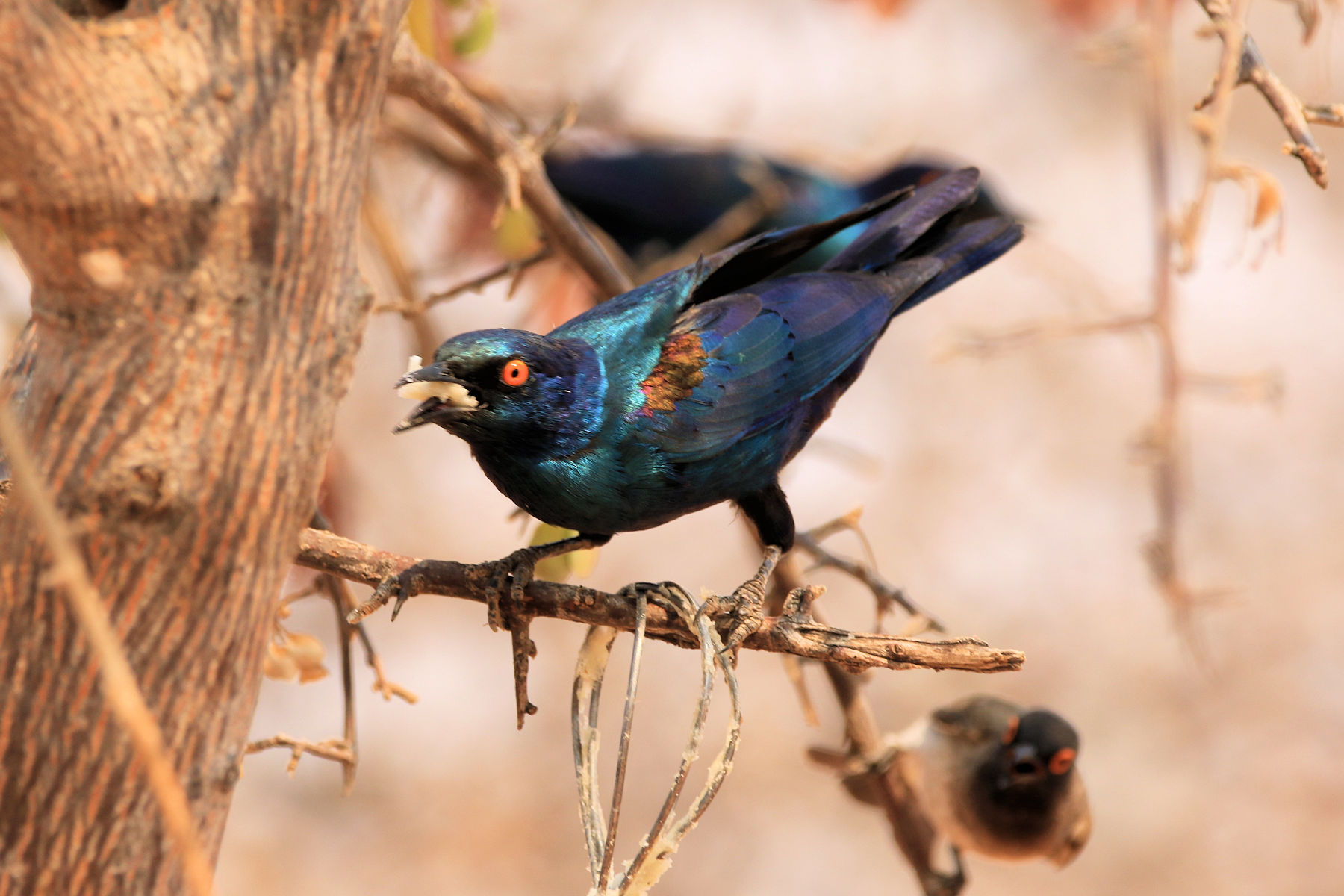 Choucador à épaulettes rouges (Namibie) 42QwjMdcM2JOJnhURqcIPWW7fY4