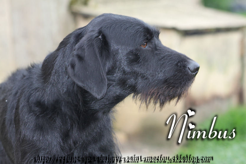 NIMBUS - x griffon  4 ans  - Refuge de Ponthieu Marquenterre (80) 7NJ9W6iyVi_D0jRwfl-01uxRFSs