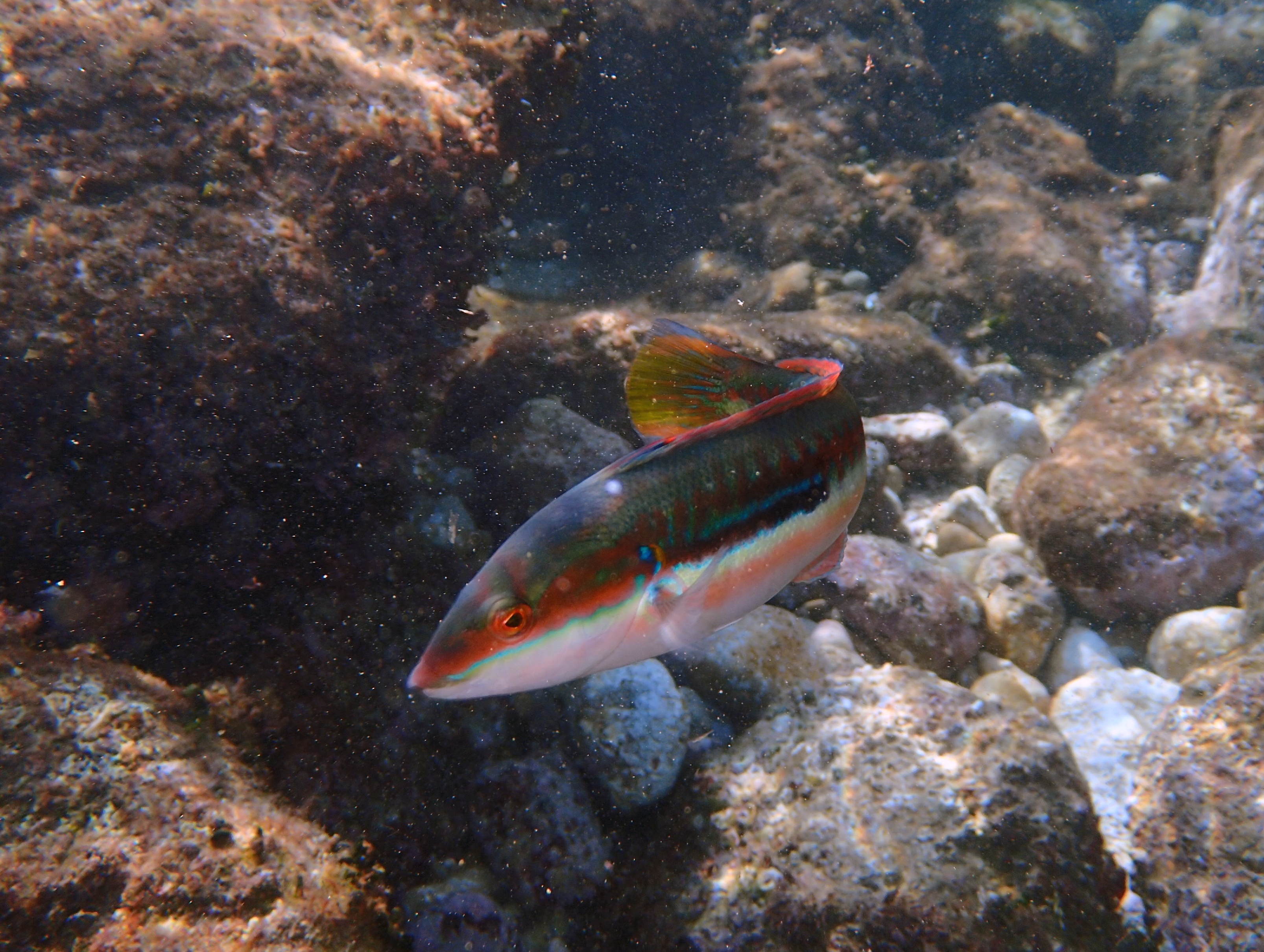 La réserve marine du Cap Rousset le 29-10-2019 Cap-Rousset-27-10-2019-girelle-royale-low