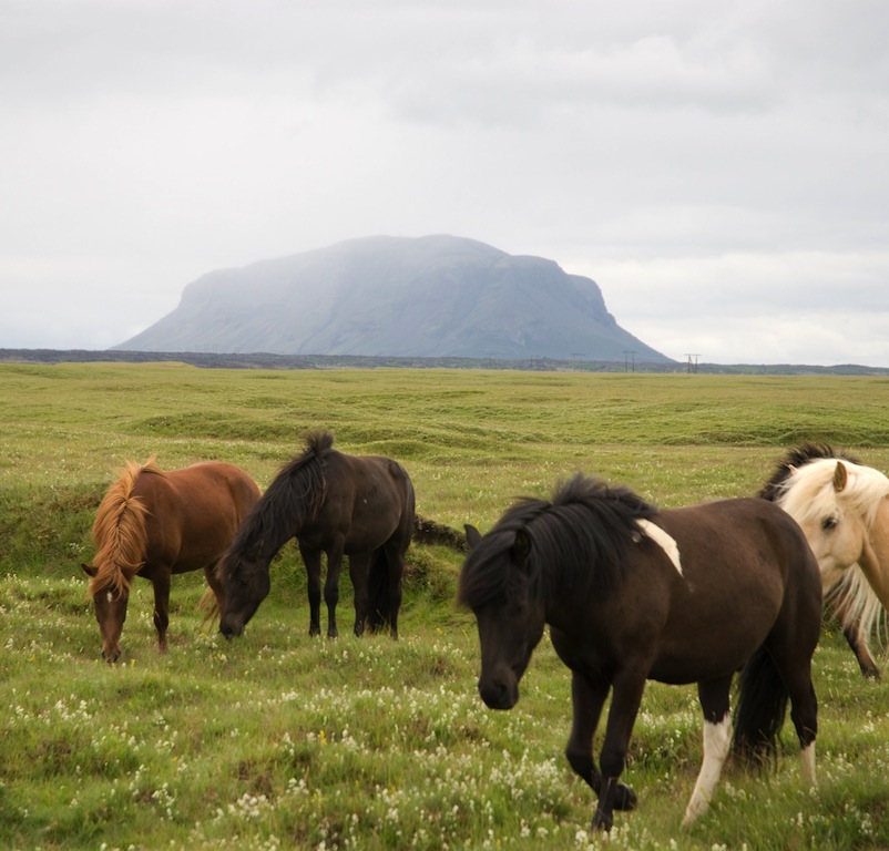 ☼Reiðmennska miðju er Ísland◑ Contexte et règles B5oIO18nPG8vk0MBSbkQZU_bdHY