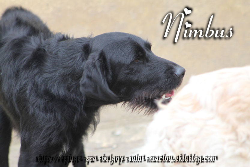 NIMBUS - x griffon  4 ans  - Refuge de Ponthieu Marquenterre (80) EcSSmpZIdLLpbdHfCPldDmgKc8M