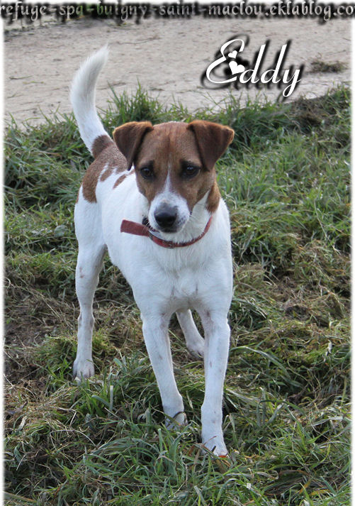 EDY - jack russel 9 ans   (5 ans de refuge) - Refuge de Ponthieu Marquenterre (80) J7x-DoqajlBbZSM-LGRSlmpRwCY