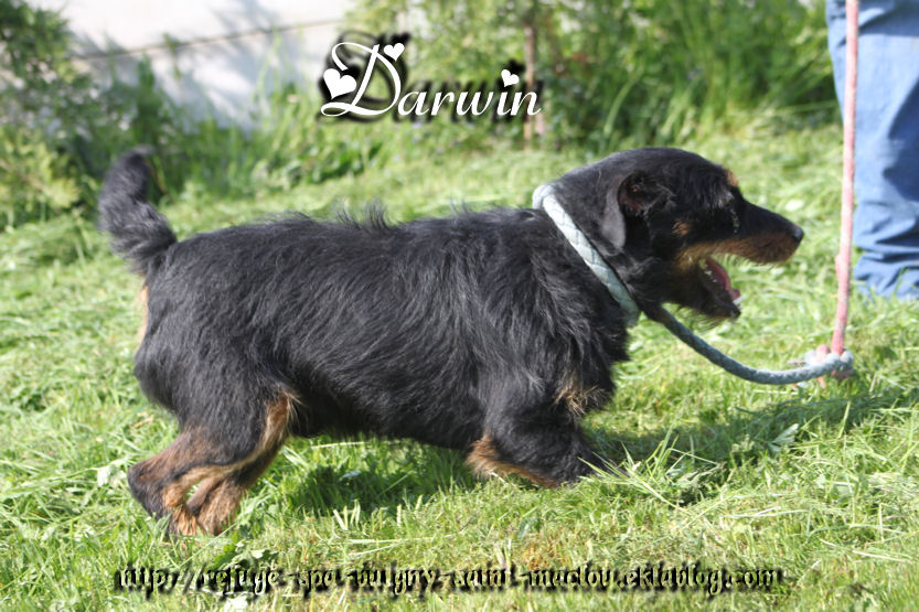 DARWIN - jagd terrier - Refuge de ¨Ponthieu Marquenterre (80) KhvNq5X057X494gk00GPpgAGu-8