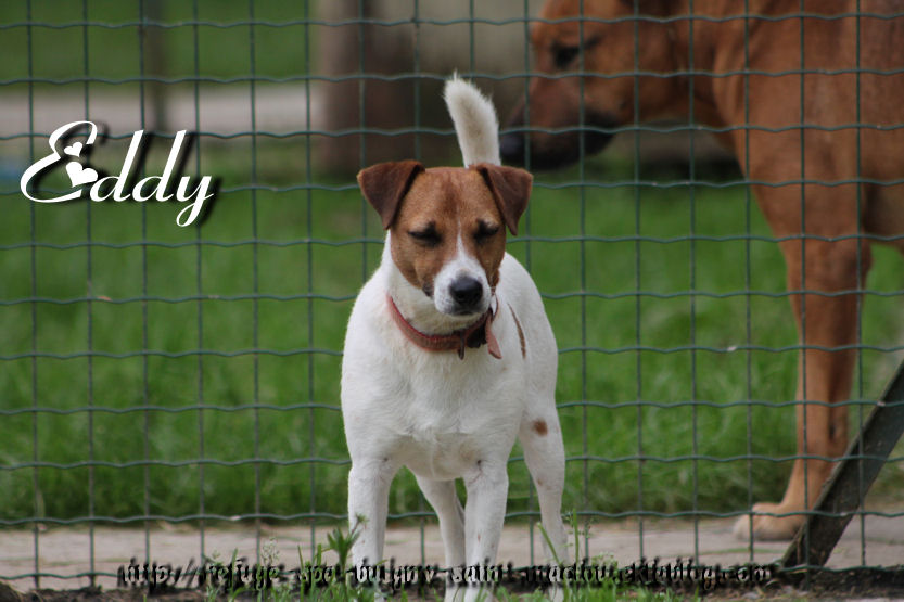 EDY - jack russel 9 ans   (5 ans de refuge) - Refuge de Ponthieu Marquenterre (80) Kzollg1zaybxzPgSm18TVGZzFzM