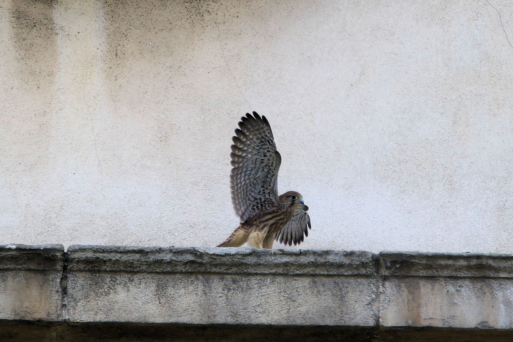 Faucon Crécerelle à Paris LrehZu-_S_PvMzSSPBxXTJWu0-o