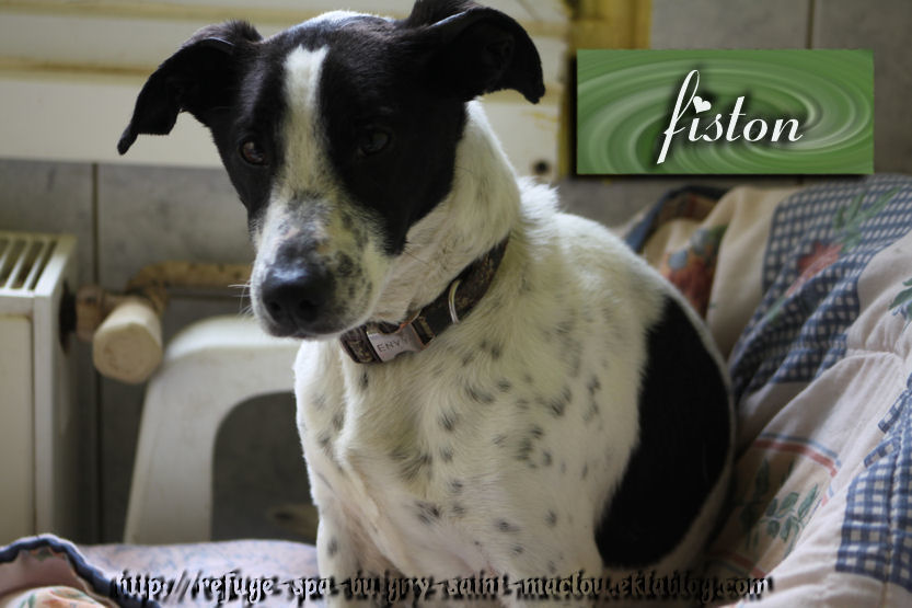 FISTON - jack russel 3 ans - Refuge de Ponthieu Marquenterre (80) OR-LFYIJa0wB0kn6t9-dnoelEAY