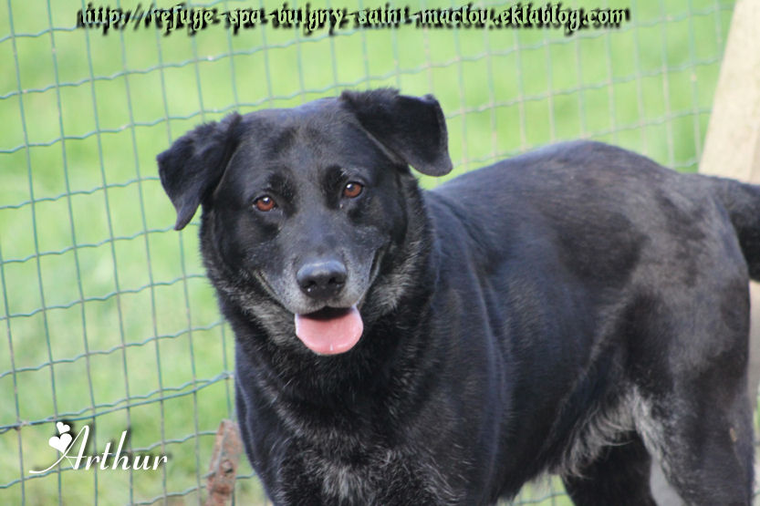 ARTHUR - x labrador 10 ans - Refuge de Ponthieu Marquenterre (80) PRHFfg-olvEWrHX1c4-dX1kS-x4