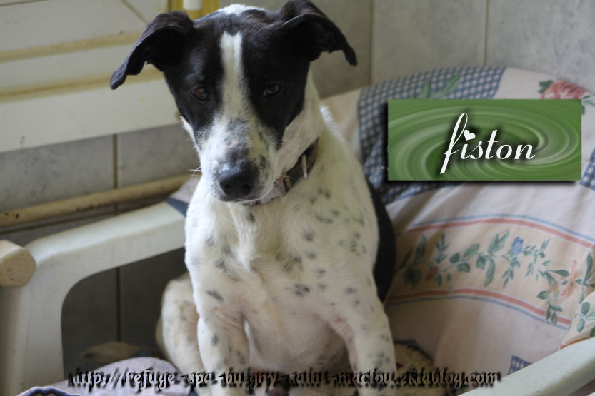 FISTON - jack russel 3 ans - Refuge de Ponthieu Marquenterre (80) PUgjwNfYTuMDxQFEvSofWdXOrRg