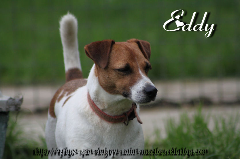 EDY - jack russel 9 ans   (5 ans de refuge) - Refuge de Ponthieu Marquenterre (80) Q1O0ofWF2ZPHqNPIPY9FbI9x7MI