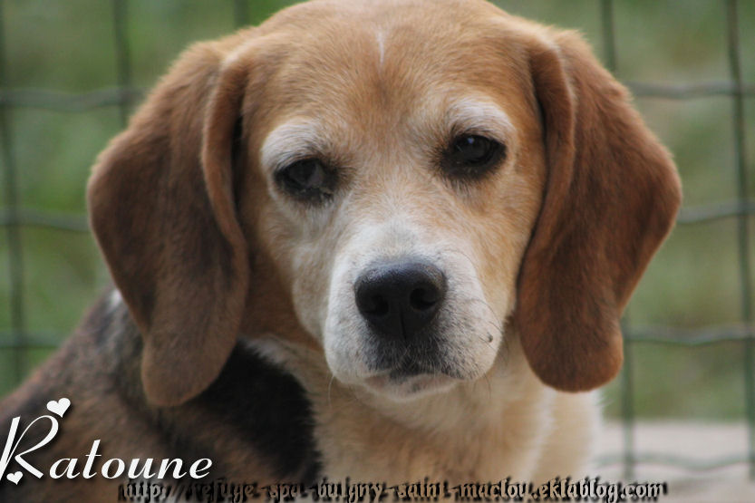 RATOUNE - beagle 15 ans - Refuge de Ponthieu Marquenterre (80) R0AXYpaX-2xluUXZgGWKfzn054E