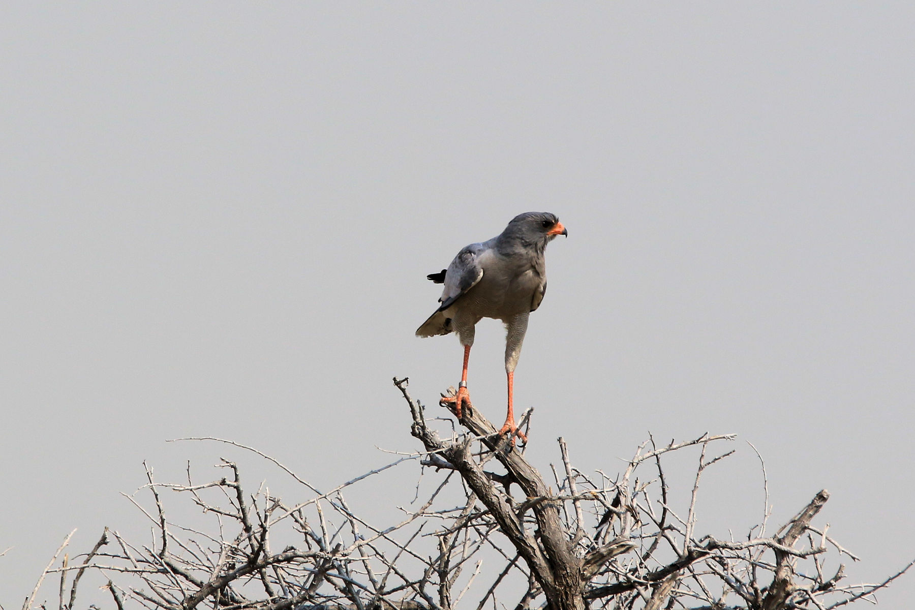 Autour chanteur (Namibie) RZS6yw9YKRfxaQZEGCT1v_qPlhg