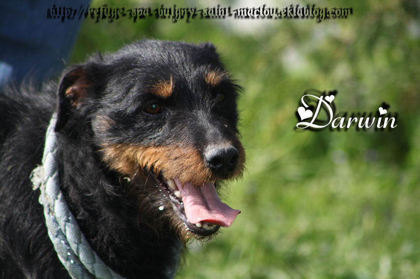 DARWIN - jagd terrier - Refuge de ¨Ponthieu Marquenterre (80) W82kuR-1G_ONKHjt4dz_j37pPBk