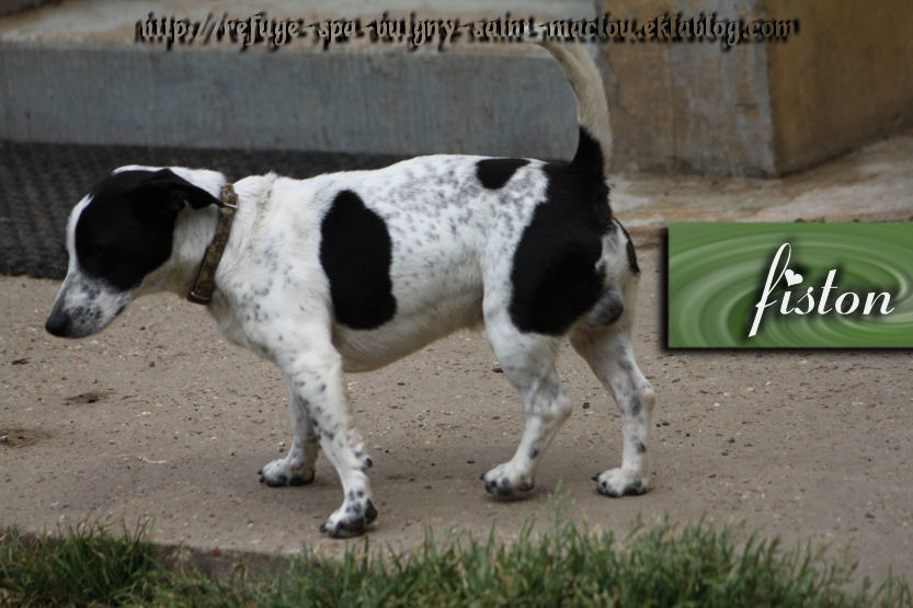 FISTON - jack russel 3 ans - Refuge de Ponthieu Marquenterre (80) XFJS42Z3DVK5dqjuGB41S7whI34