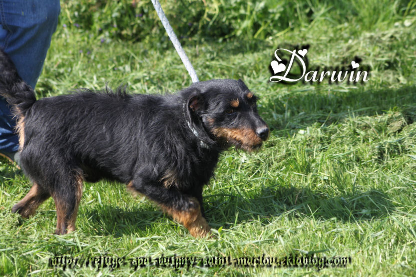 DARWIN - jagd terrier - Refuge de ¨Ponthieu Marquenterre (80) XXRA7V4JNfs3vAKV6v3tzkL_QW0